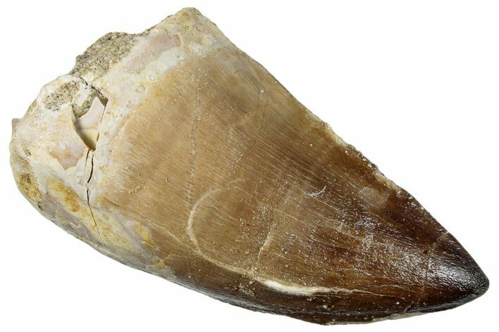 Fossil Mosasaur (Prognathodon) Tooth - Morocco #259982
